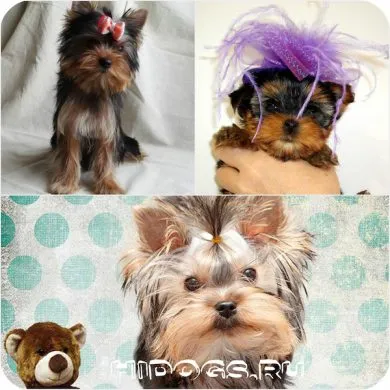 Hogyan válasszuk ki a kölyök Yorkshire terrier tudni (fotó) (kiválasztás) Hogyan válasszuk ki a kölyök Yorkshire terrier tudni (fotó)