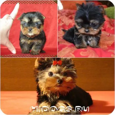 Hogyan válasszuk ki a kölyök Yorkshire terrier tudni (fotó) (terrier) Hogyan válasszuk ki a kölyök Yorkshire terrier tudni (fotó)