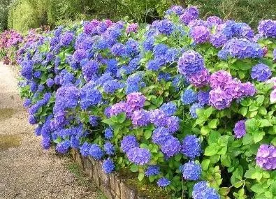 Hogyan növekszik és hogyan megtermékenyíteni a hortenzia (Hydrangea) Hogyan növekszik és hogyan megtermékenyíteni a hortenzia