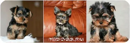 Hogyan válasszuk ki a kölyök Yorkshire terrier tudni (fotó) (válasszon egy kölyök Yorkshire) Hogyan válasszuk ki a kölyök Yorkshire terrier tudni (fotó)