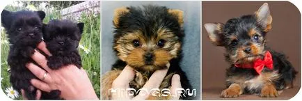 Hogyan válasszuk ki a kölyök Yorkshire terrier tudni (fotó) (Yorkshire) Hogyan válasszuk ki a kölyök Yorkshire terrier tudni (fotó)