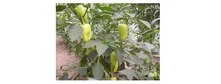 Hogyan növekszik paprika, válassza vetőmagok és ültetési anyagok