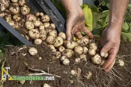 Hogyan növekszik a burgonyát egy hordó