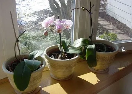 Hogyan növekszik orchideák - tippek kezdőknek (nagyon nehéz) Hogyan növekszik orchideák - tippek kezdőknek