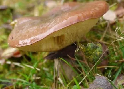 Hogyan növekszik gombát az országban - gomba, laskagomba, rókagomba