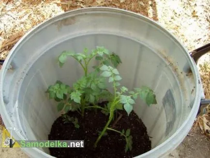 Hogyan növekszik a burgonyát egy hordó