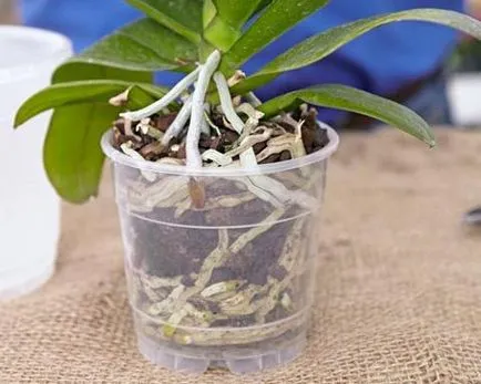 Hogyan növekszik orchideák - tippek kezdőknek (nagyon nehéz) Hogyan növekszik orchideák - tippek kezdőknek