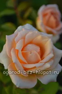 Hogyan növekszik egy rózsát a csokrot otthon burgonya