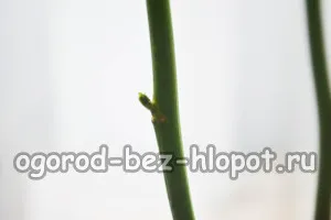 Hogyan növekszik egy rózsát a csokrot otthon burgonya