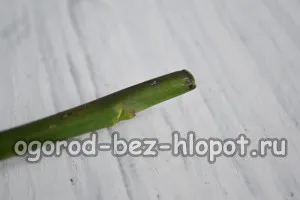 Hogyan növekszik egy rózsát a csokrot otthon burgonya