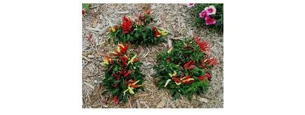 Hogyan növekszik paprika, válassza vetőmagok és ültetési anyagok