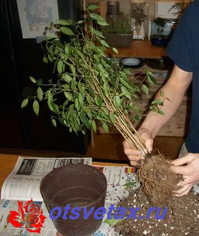 Hogyan fonni ficus rendesen