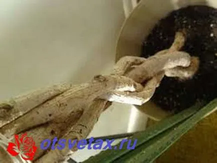 Hogyan fonni ficus rendesen