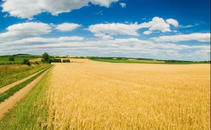 Hogy az állatok lásd a világot (lásd) Hogy az állatok látni a világot