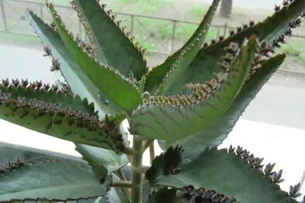 Kalanchoe a megfázás gyógyszer tulajdonságait és receptek