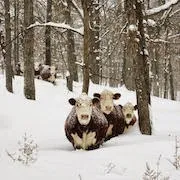 Miért álom egy tehén nő álom könyv álom egy tehén (álom) Miért álom egy tehén egy tehén nő álom könyv álom