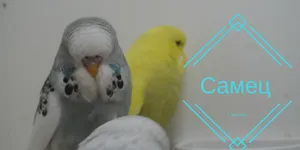 Kanári-karbantartás és gondozás otthon