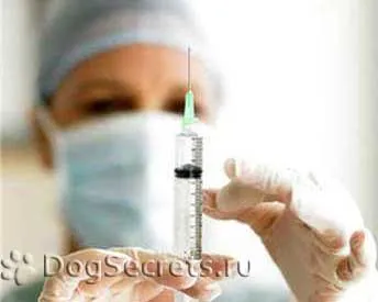 Keratitis kutyák tünetei, kezelése