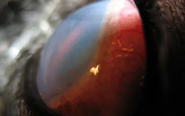Keratitis kutyák tünetei és kezelési módszerek (fotó)