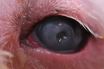 Keratitis - gyulladás a szaruhártya kutyák