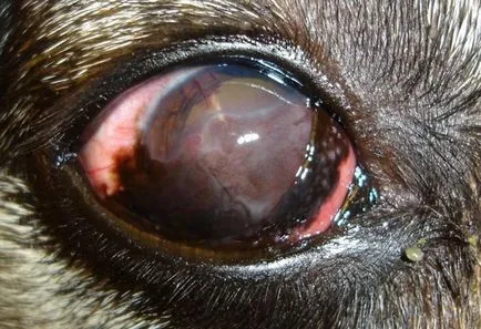 Keratitis kutyáknál okoz, a tünetek, típusok és a kezelés, mind a kutyák (keratitis) Keratitis kutyáknál okoz, tünetei, típusai és kezelése, mind a kutyák
