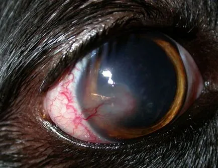 Keratitis kutyáknál okoz, a tünetek, típusok és a kezelés, mind a kutya (az ok) Keratitis kutyáknál okoz, tünetei, típusai és kezelése, mind a kutyák