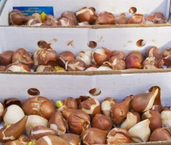 Amikor ásni tulipánt virágzás után, és hogyan kell tárolni őket, míg őszi ültetés (tulipán) Amikor kiásását tulipánt virágzás után, és hogyan kell tárolni őket, amíg ültetés ősszel