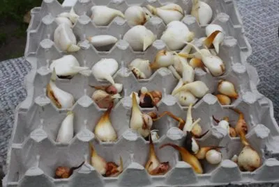 Amikor ásni tulipánt virágzás után, és hogyan kell tárolni őket, míg őszi ültetés (utána) Amikor kiásását tulipánt virágzás után, és hogyan kell tárolni őket, amíg ültetés ősszel