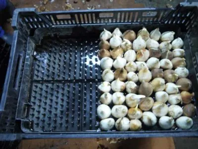 Amikor ásni tulipánt virágzás után, és hogyan kell tárolni őket, míg őszi ültetés (virágzás) Amikor kiásását tulipánt virágzás után, és hogyan kell tárolni őket, amíg ültetés ősszel