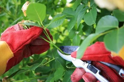 Amikor a növény rózsa nyílt terepen a lehető tavasszal, ültetés technológia, utógondozását, fotó, (dátum) Amikor a növény rózsa nyílt terepen a lehető tavasszal, ültetés technológia, utógondozását, fotó,