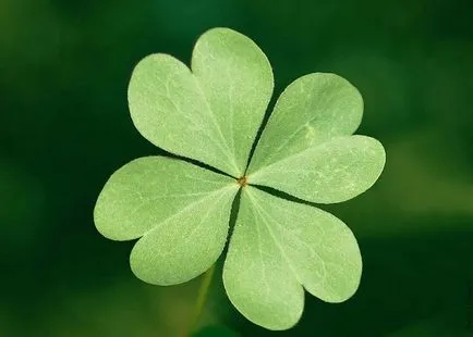 Clover ültetés és gondozás