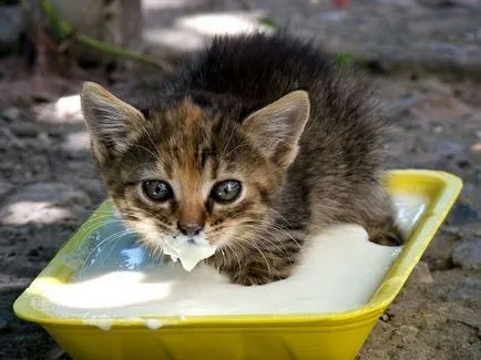 Amikor kezdeni, és hogyan, hogy rávegyék a cica