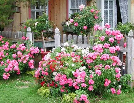 Ágyak a ház közelében - 18 gyönyörű virágágyások a ház közelében, egy gyönyörű ház és a kert (virágágyások) Ágyak a ház közelében - 18 gyönyörű virágágyások a ház közelében, egy gyönyörű ház és kert