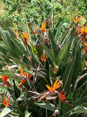 Beltéri virág Strelitzia (paradicsommadár) fotók, virágok növény és hogyan növekszik