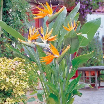 Beltéri virág Strelitzia (paradicsommadár) fotók, virágok növény és hogyan növekszik