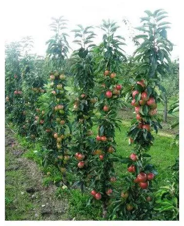 Oszlopos almafa metszés és gondozás, fotó (oszlopos almafa metszése és gondozása oszlopos almafa ültetése és gondozása Photo oszlopos almafa tavaszán ellátás) Oszlopos almafa metszés és gondozás, fotó