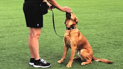 A csapat ülni! - hogyan kell tanítani a kutyáját
