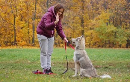 A csapat ülni! - hogyan kell tanítani a kutyáját