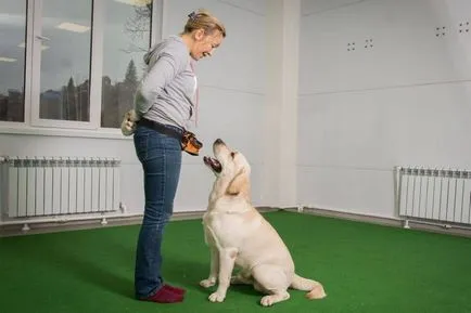 A csapat ülni! - hogyan kell tanítani a kutyáját