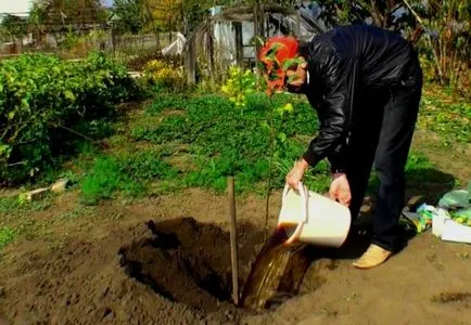 Oszlopos alma általános tippeket ültetés és gondoskodó