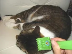 Cat fészerek sok - mi a teendő
