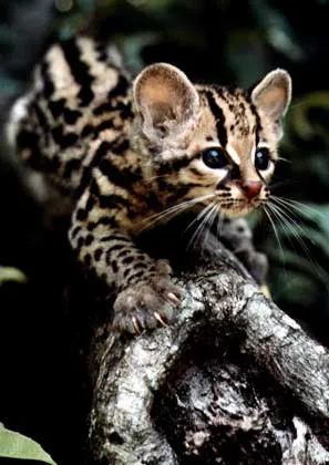 Feline - a (macska) Cat - ez