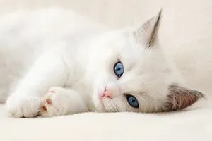 Albino macskák, macskák, kutyák és cicák - egér sem! (Kiscicák) Albino macskák, macskák, kutyák és cicák - egér sem!
