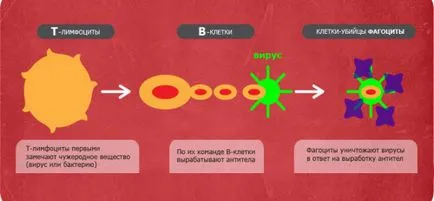 Az emberi bőr funkcióit, szerkezetét, érdekességek (funkciók a bőrön) Az emberi bőr funkcióit, szerkezetét, érdekességek