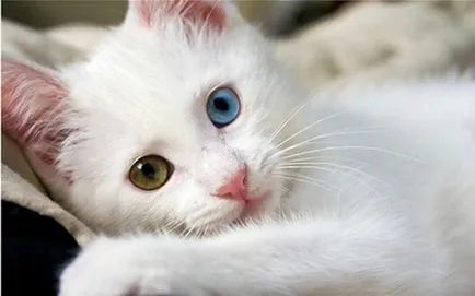 Feline nevek a fiúk 4500 becenevek