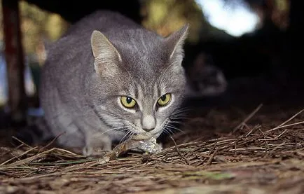 Macska hiedelmek, babonák körülbelül előrejelzésére szex, színe és viselkedése a pet (szín) Macska hiedelmek, babonák körülbelül előrejelzésére szex, színe és viselkedése a háziállatok
