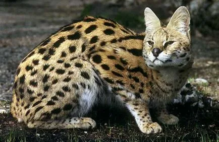 Feline - a (macska) Cat - ez