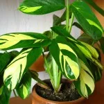 Lándzsadísz otthoni gondozást (fotó), transzplantáció, reprodukció, betegség