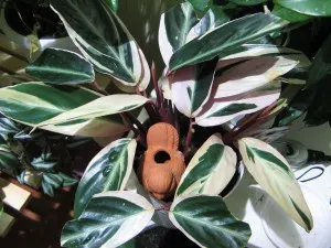 Lándzsadísz otthoni gondozást (fotó), transzplantáció, reprodukció, betegség