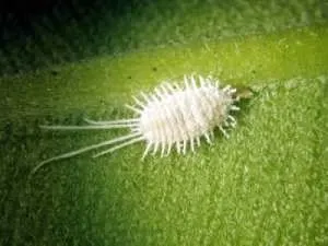 Lándzsadísz otthoni gondozást (fotó), transzplantáció, reprodukció, betegség